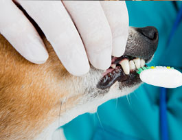 Dog Teeth Cleaning in Sanford, NC