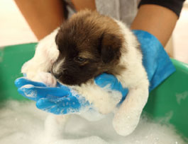 Cat and Dog Bath in Sanford, NC